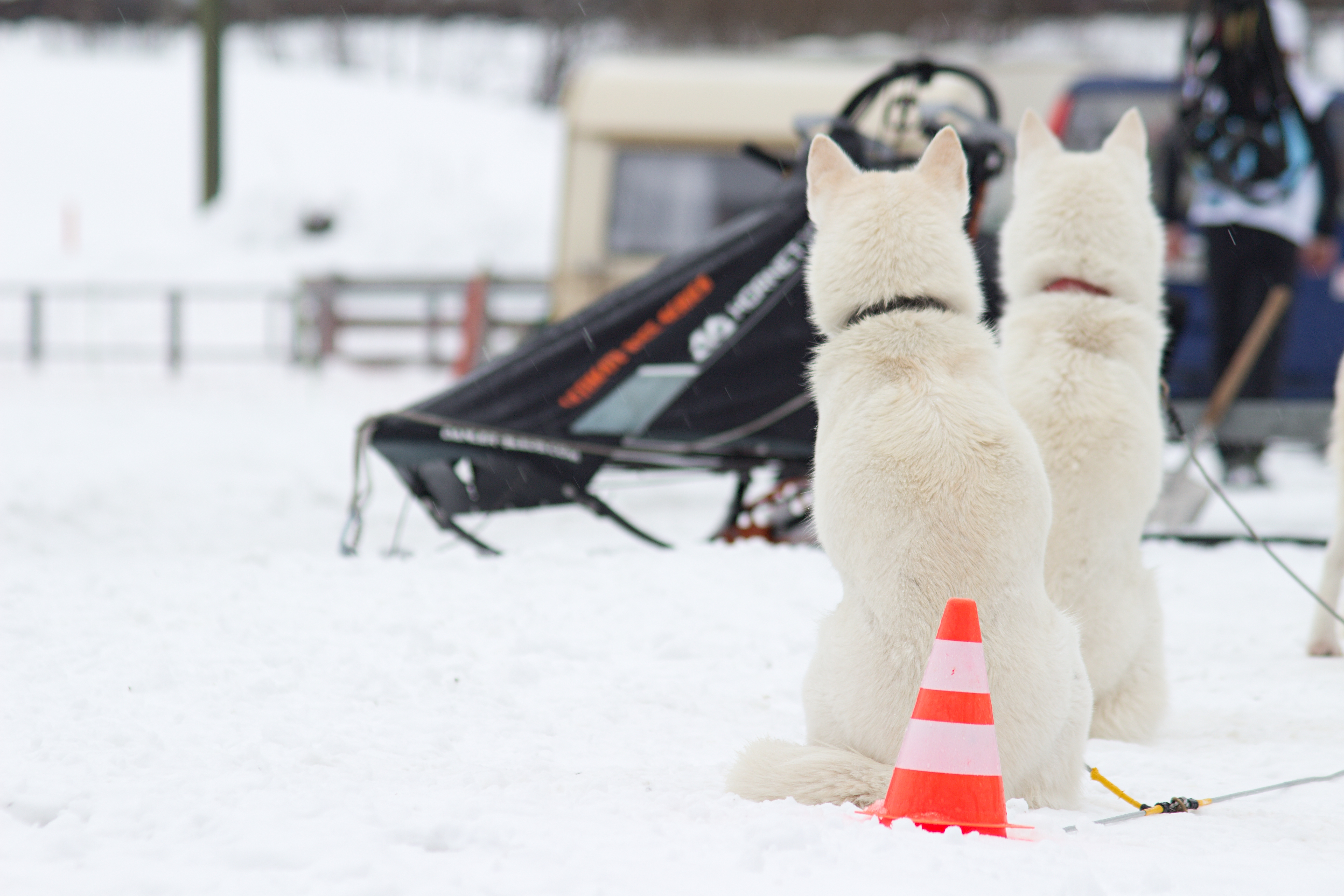 Hunde im Schnee vor dem Schlittenhuderennen